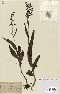 spécimen de Epipactis palustris