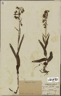 spécimen de Epipactis palustris