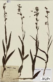 spécimen de Epipactis palustris