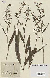 spécimen de Epipactis palustris