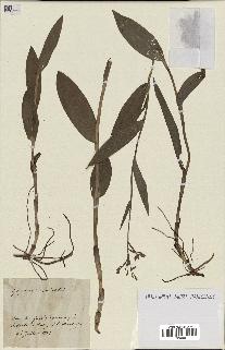 spécimen de Epipactis palustris