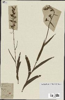 spécimen de Epipactis palustris