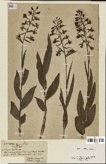spécimen de Epipactis palustris