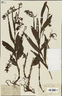 spécimen de Epipactis palustris