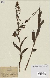 spécimen de Epipactis palustris