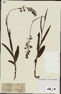 spécimen de Epipactis palustris