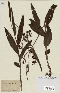 spécimen de Epipactis palustris