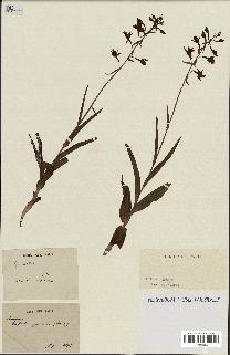 spécimen de Epipactis palustris