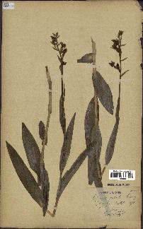 spécimen de Epipactis palustris