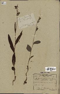 spécimen de Epipactis palustris