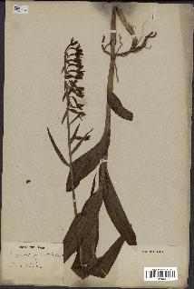 spécimen de Epipactis palustris