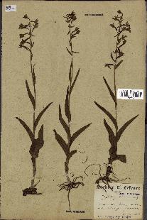 spécimen de Epipactis palustris
