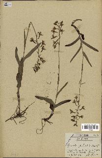 spécimen de Epipactis palustris