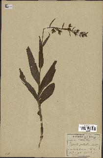 spécimen de Epipactis palustris