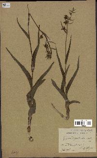 spécimen de Epipactis palustris