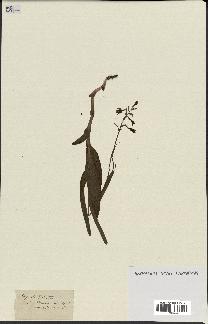 spécimen de Epipactis palustris