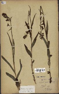 spécimen de Epipactis palustris