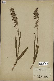 spécimen de Epipactis palustris