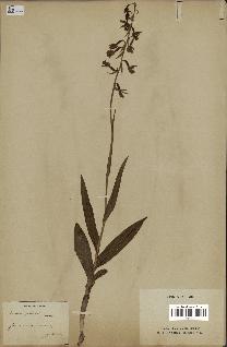 spécimen de Epipactis palustris