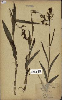 spécimen de Epipactis palustris