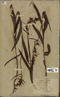 spécimen de Epipactis palustris