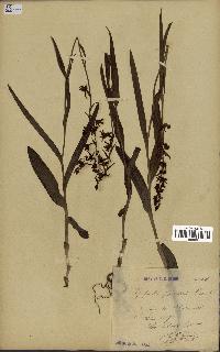 spécimen de Epipactis palustris