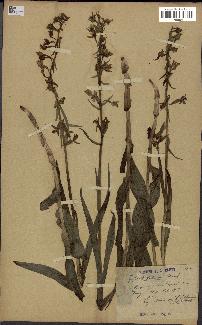 spécimen de Epipactis palustris
