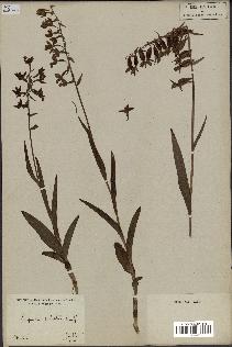 spécimen de Epipactis palustris