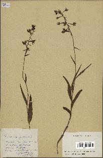 spécimen de Epipactis palustris