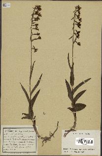 spécimen de Epipactis palustris