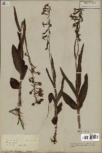 spécimen de Epipactis palustris