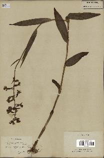 spécimen de Epipactis palustris