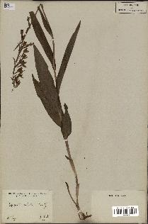 spécimen de Epipactis palustris