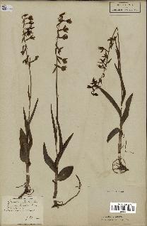 spécimen de Epipactis palustris