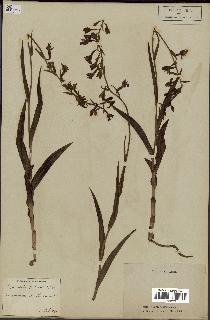 spécimen de Epipactis palustris