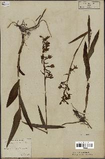 spécimen de Epipactis palustris