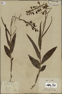 spécimen de Epipactis palustris