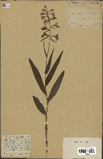 spécimen de Epipactis palustris