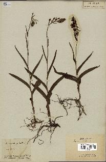 spécimen de Epipactis palustris