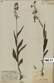 spécimen de Epipactis palustris