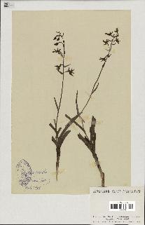spécimen de Epipactis palustris