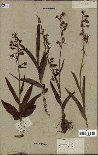 spécimen de Epipactis palustris