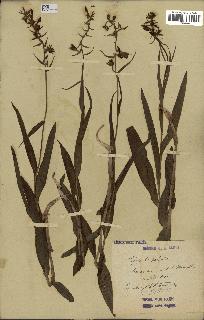 spécimen de Epipactis palustris