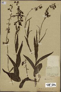 spécimen de Epipactis palustris