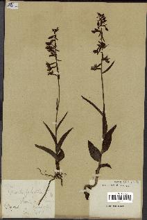spécimen de Epipactis palustris