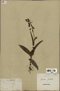 spécimen de Epipactis palustris