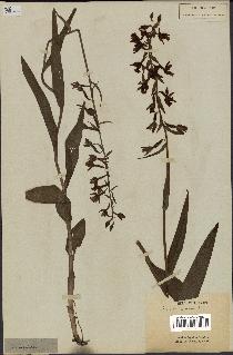 spécimen de Epipactis palustris