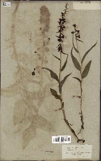 spécimen de Epipactis helleborine