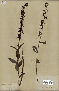 spécimen de Epipactis helleborine