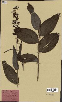 spécimen de Epipactis helleborine